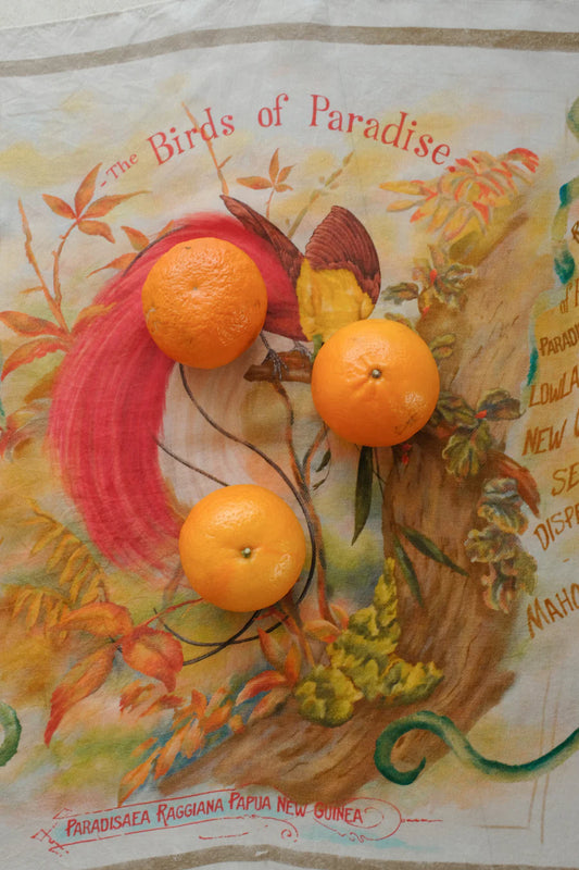 Runaway Bicycle silk Eddy scarf handloom digital print bird of paradise.